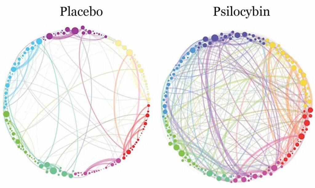 Your Brain on Psilocybin