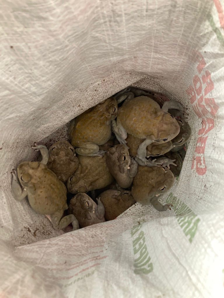 A bag of Sonoran Desert toads, Sonora, summer 2021.